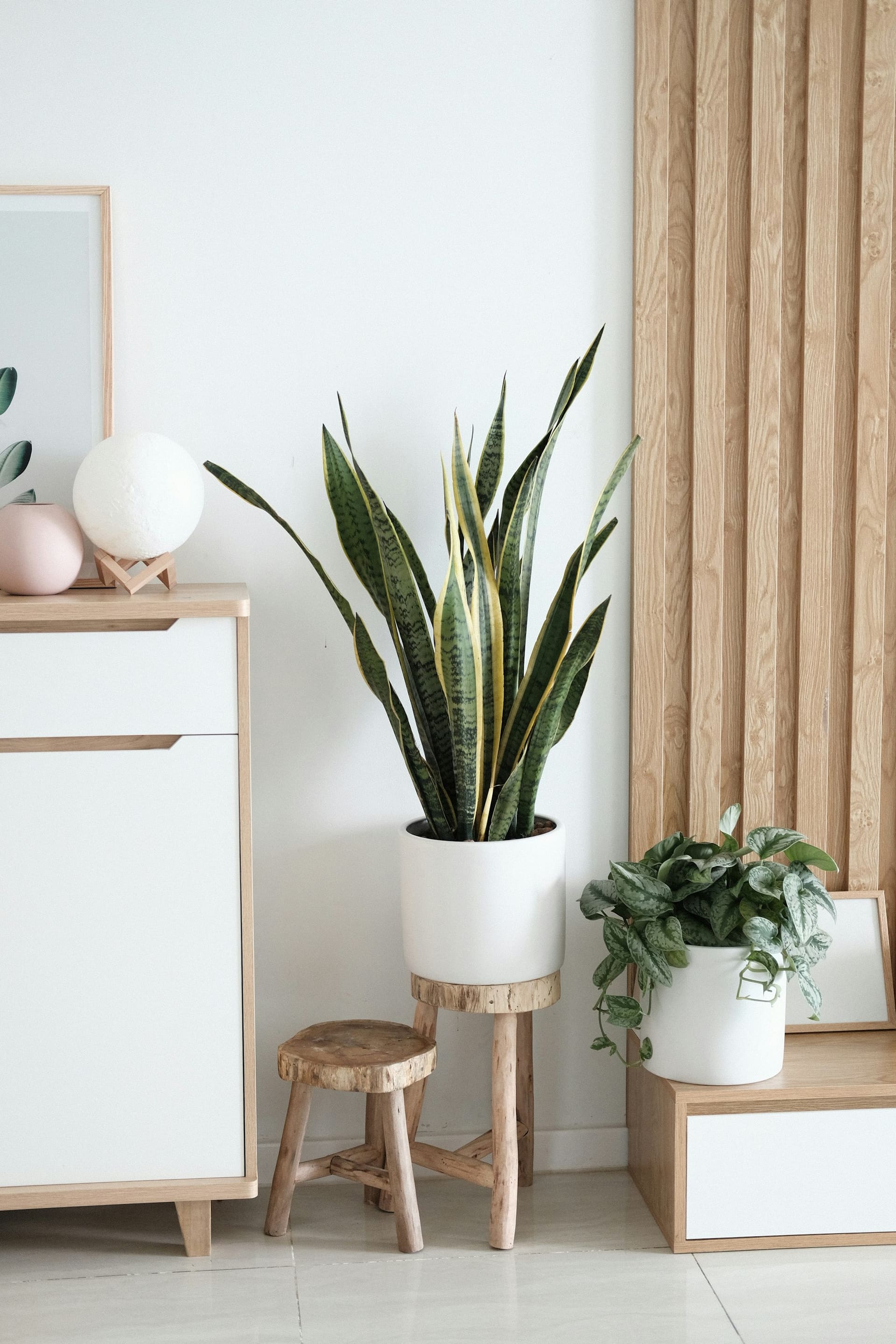 A snake plant in a white pot beside oak slat panelling, a small wooden stool and a white cabinet on oak legs.