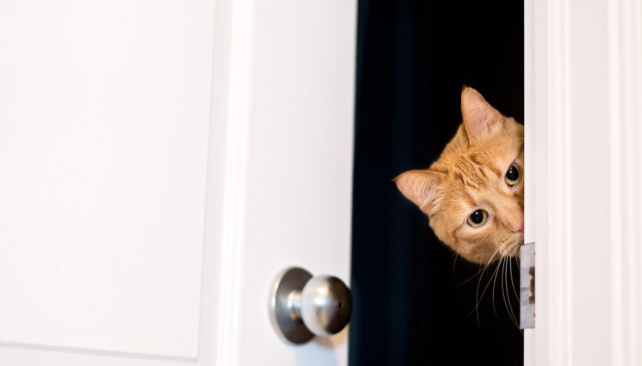 Stop kitten from climbing curtains