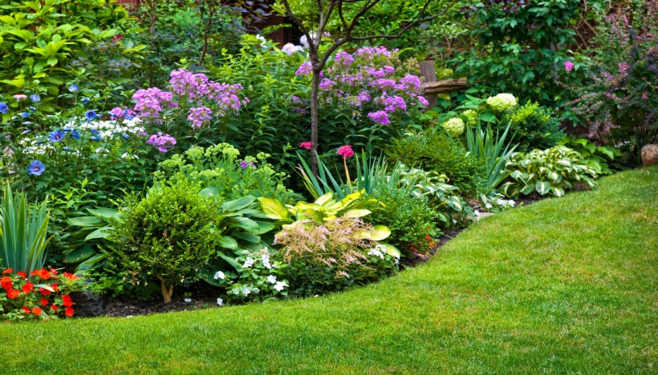 Plant Inexpensive Colorful Perennials
