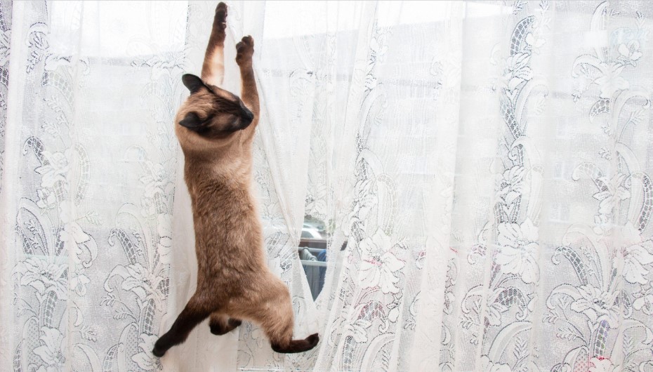 cat proof curtains