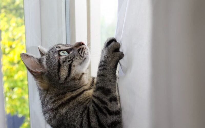 How to Stop Cat From Climbing Curtains
