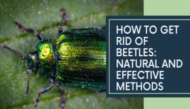 How To Get Rid Of Beetles