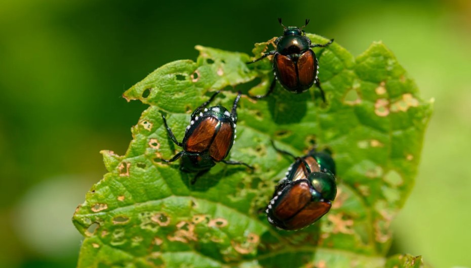 How To Get Rid of Beetles in Outside