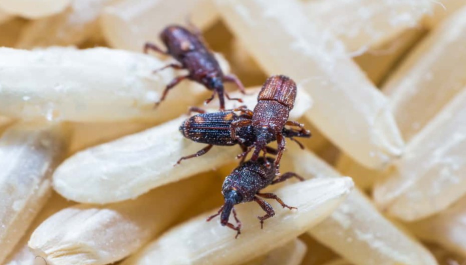 How To Get Rid of Pantry Beetles