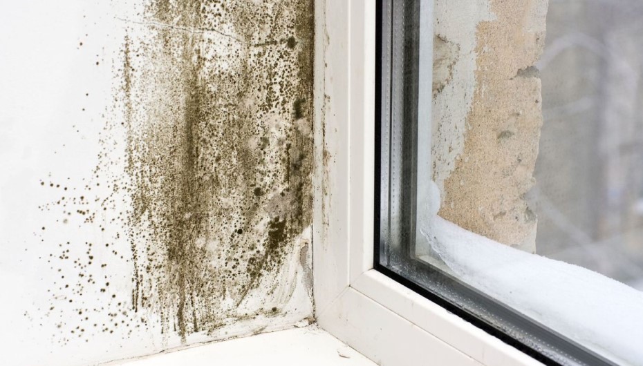 Mold and Mildew