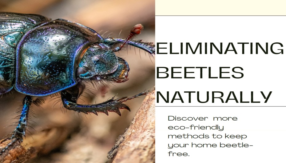 Other Natural Ways To Get Rid of Beetles