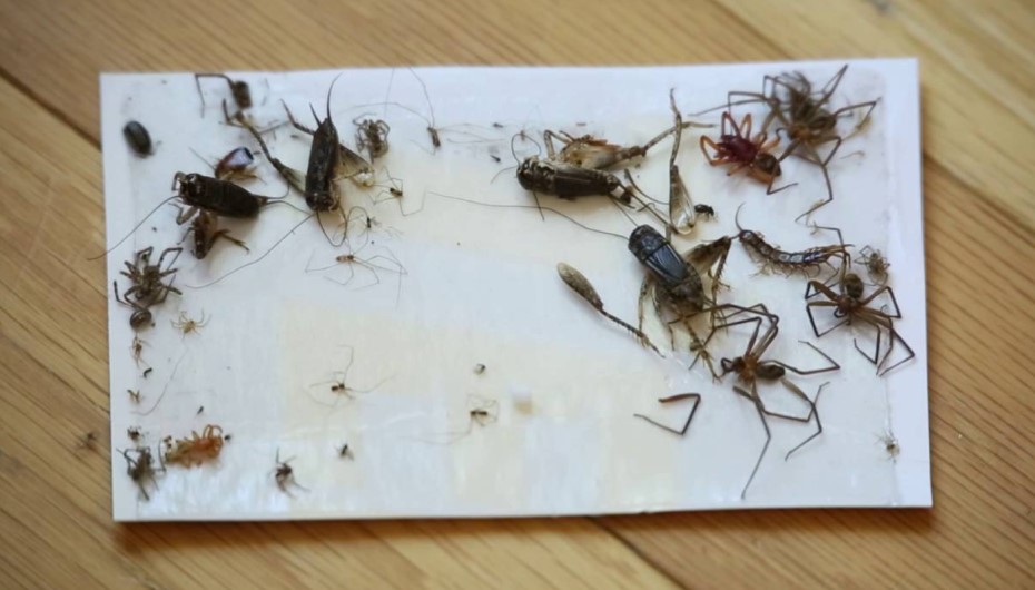 Baits & Traps For Woodlice