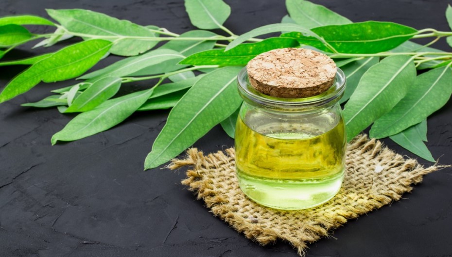 Eucalyptus Oil