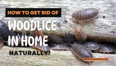 How To Get Rid Of Woodlice in The Home Naturally
