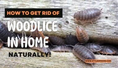 How To Get Rid Of Woodlice in The Home Naturally