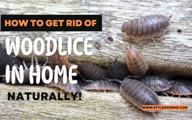 How To Get Rid Of Woodlice in The Home Naturally