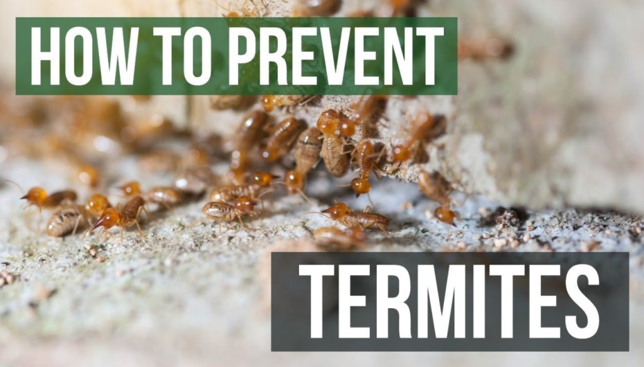 How To Prevent Termite Damage To Your Home?