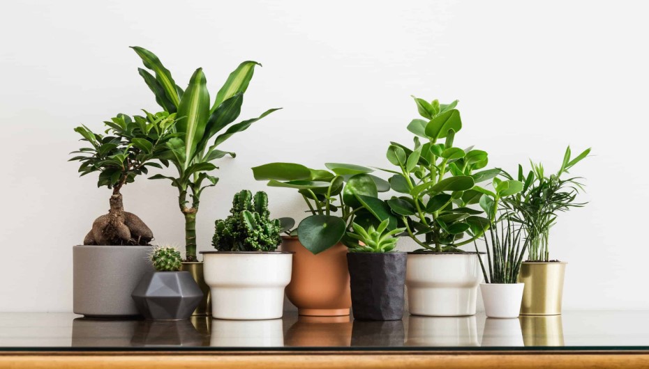 Indoor Plants For Theater Room