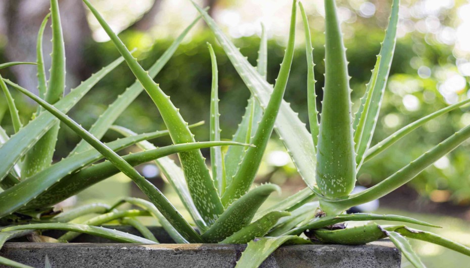 Aloe Vera