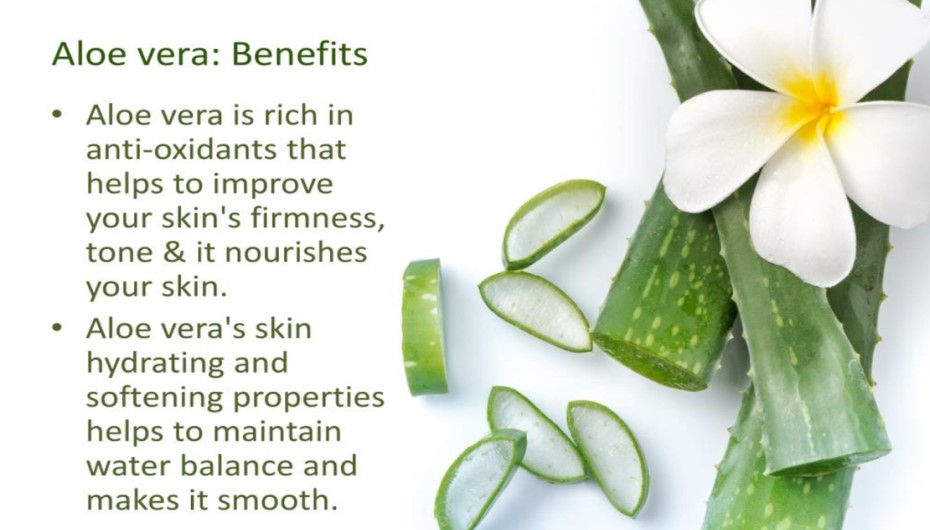 Benefits of Aloe Vera Plants