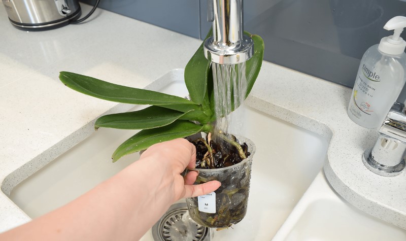 Common Mistakes When Watering The Orchids