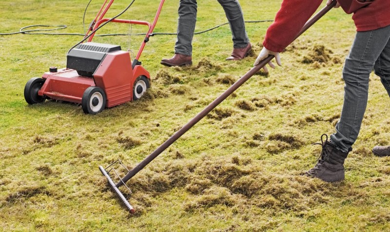 Dethatching The Lawn