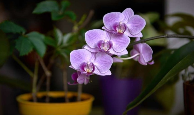 Do Not Water Your Orchid At Night