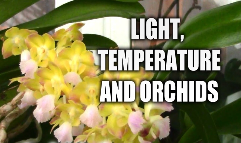 Factors Affecting Orchid Watering Needs