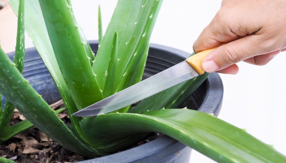 How To Harvest Aloe Vera Plant?