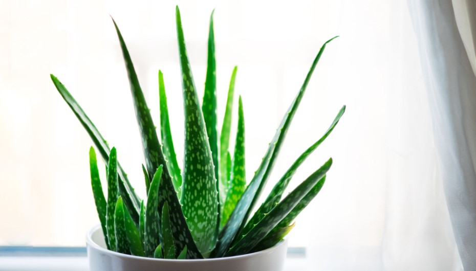 How To Help Aloe Vera Plant?