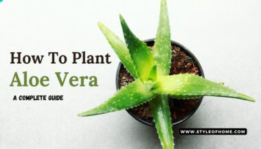 How To Plant Aloe Vera