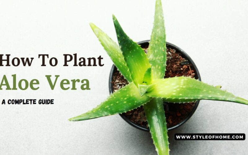 How To Plant Aloe Vera