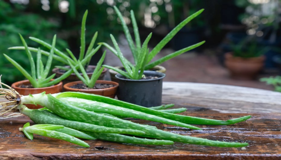 How To Propagate Aloe Vera Plant?