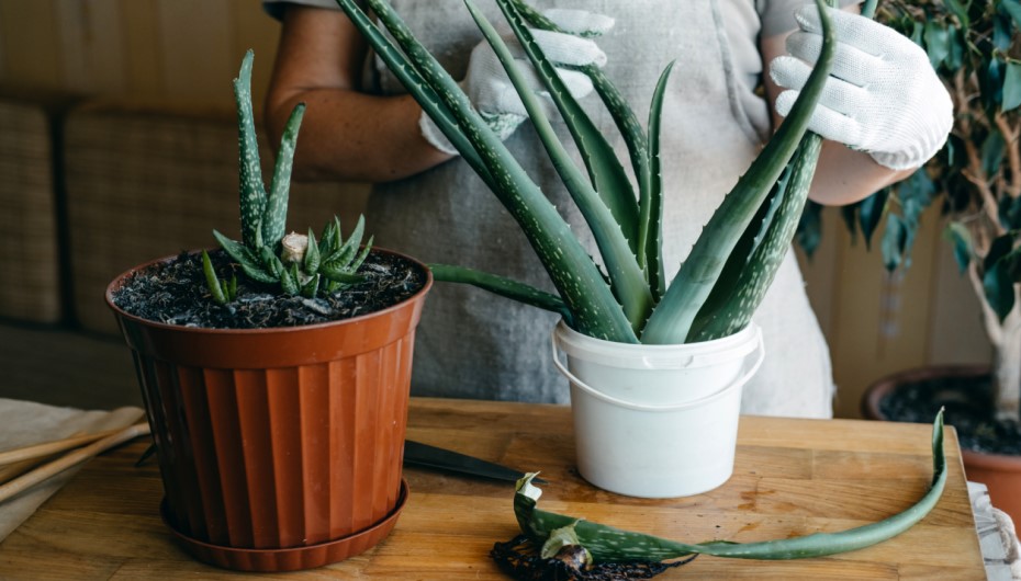 How To Repot Aloe Vera Plant?