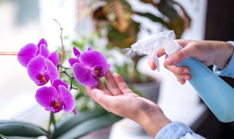 How To Water An Orchid By Maintaining Required Humidity?