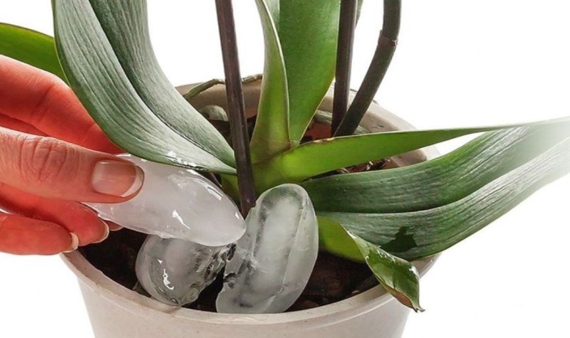 How To Water An Orchid Using Ice Cubes