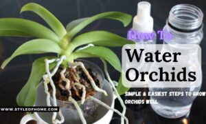 How To Water Orchids