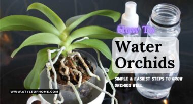 How To Water Orchids