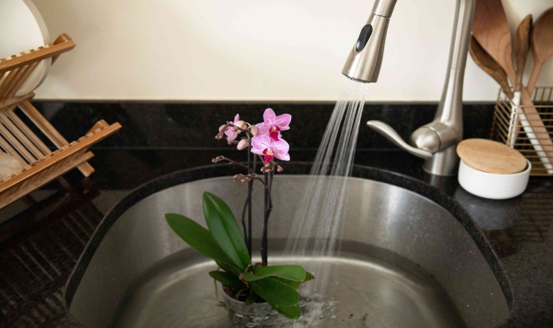 How To Water Orchids in Pots without Drainage Holes?