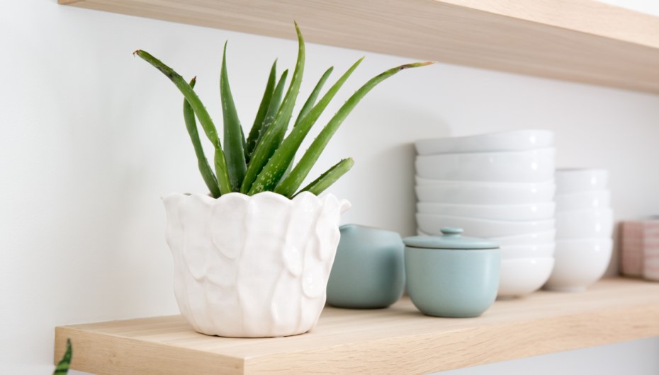 How to Plant Aloe Vera At Home?