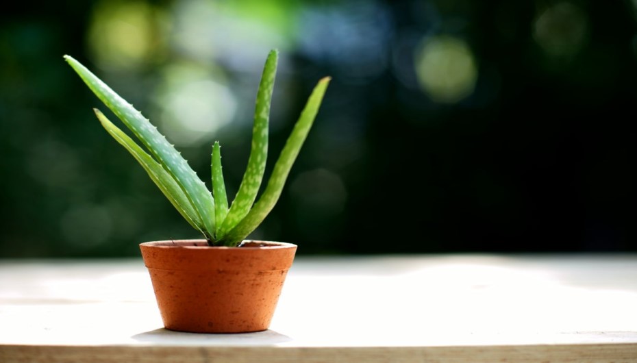 Planting and Positing The Aloe Vera