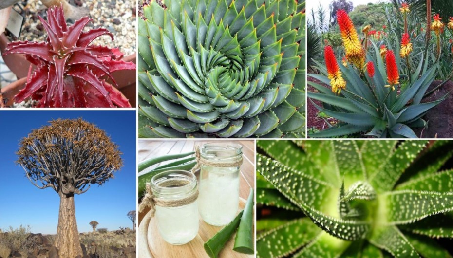 Popular Species of Aloe Vera To Choose?