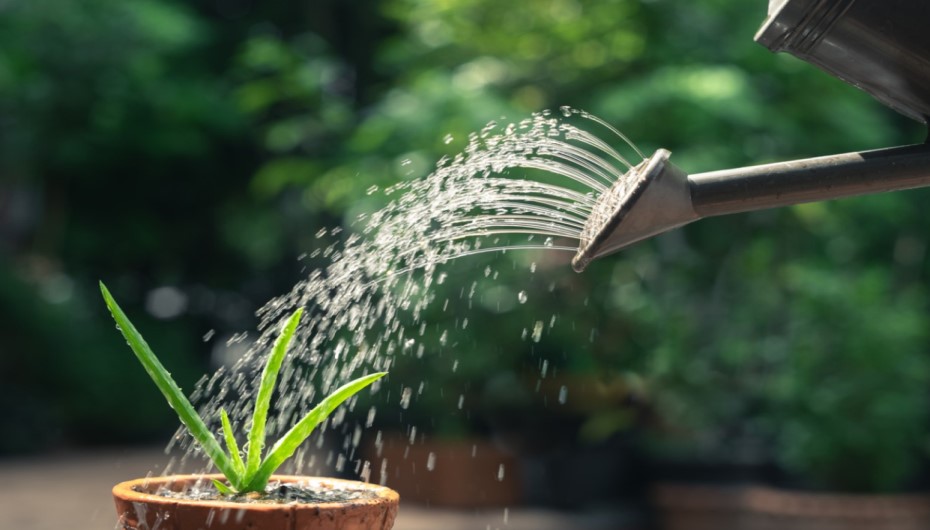 Required Water For Aloe Vera Plant