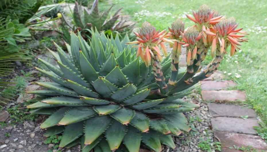 Spiral Aloe