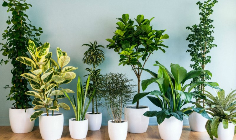 Bring In Plenty Of Plants - cottagecore living rooms